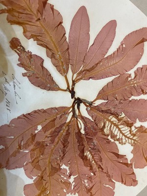 Lot 378 - Three Victorian albums of pressed seaweed specimens