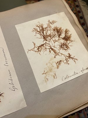 Lot 378 - Three Victorian albums of pressed seaweed specimens