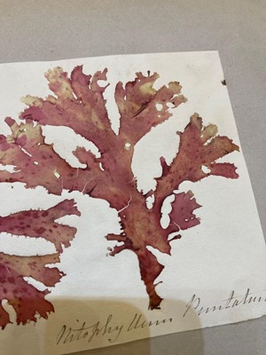 Lot 378 - Three Victorian albums of pressed seaweed specimens