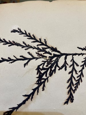 Lot 378 - Three Victorian albums of pressed seaweed specimens