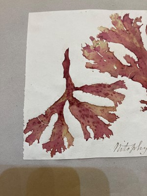 Lot 378 - Three Victorian albums of pressed seaweed specimens