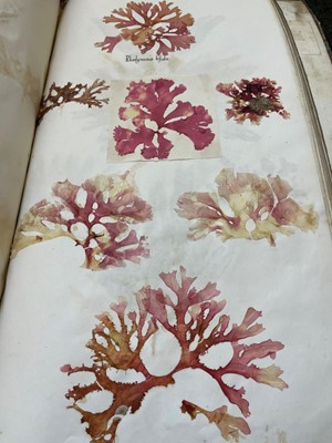 Lot 378 - Three Victorian albums of pressed seaweed specimens