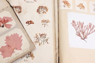 Lot 378 - Three Victorian albums of pressed seaweed specimens