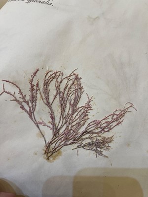 Lot 378 - Three Victorian albums of pressed seaweed specimens