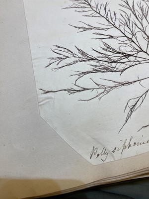 Lot 378 - Three Victorian albums of pressed seaweed specimens