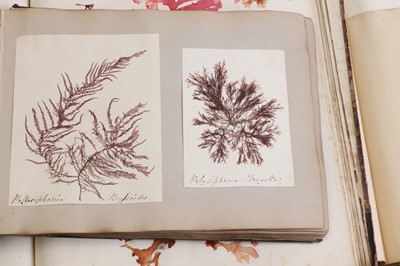 Lot 378 - Three Victorian albums of pressed seaweed specimens