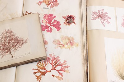 Lot 378 - Three Victorian albums of pressed seaweed specimens