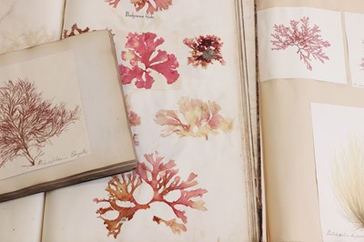 Lot 378 - Three Victorian albums of pressed seaweed specimens