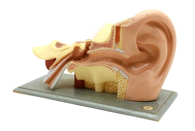 Lot 206 - A medical teaching aid