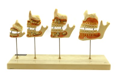 Lot 203 - A medical teaching aid