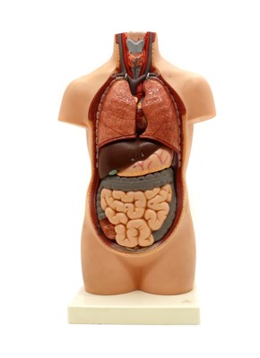 Lot 204 - A anatomical teaching aid