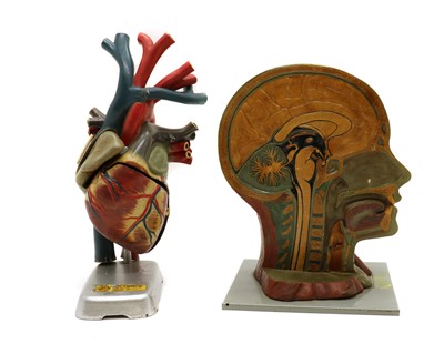 Lot 202 - A anatomical teaching aid