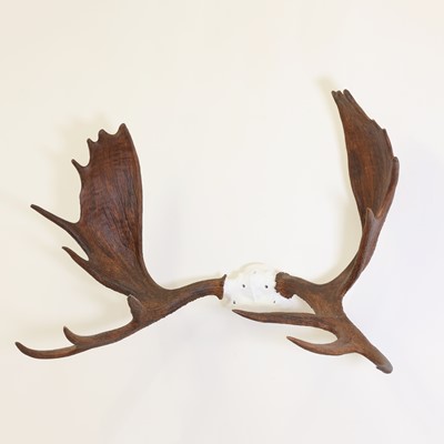 Lot 103 - Taxidermy: Canadian moose