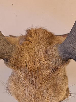 Lot 107 - Taxidermy: Two red deer neck mounts on oak shields