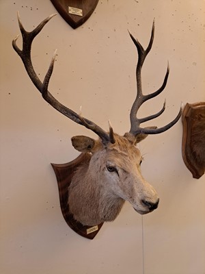 Lot 107 - Taxidermy: Two red deer neck mounts on oak shields