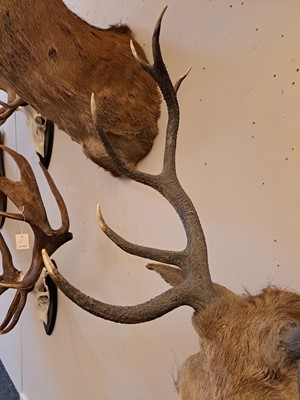 Lot 107 - Taxidermy: Two red deer neck mounts on oak shields