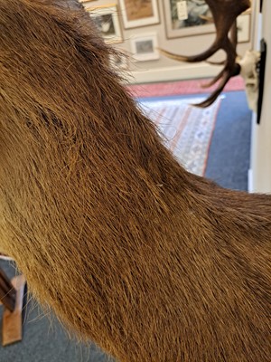 Lot 107 - Taxidermy: Two red deer neck mounts on oak shields