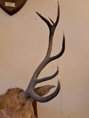 Lot 107 - Taxidermy: Two red deer neck mounts on oak shields