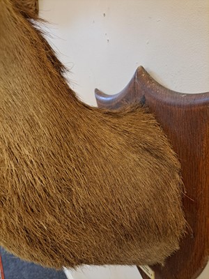 Lot 107 - Taxidermy: Two red deer neck mounts on oak shields