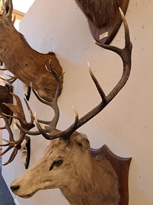 Lot 107 - Taxidermy: Two red deer neck mounts on oak shields