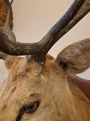 Lot 107 - Taxidermy: Two red deer neck mounts on oak shields