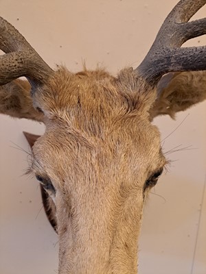Lot 107 - Taxidermy: Two red deer neck mounts on oak shields