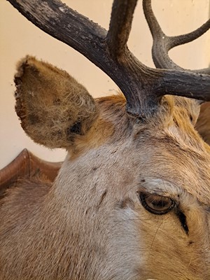 Lot 107 - Taxidermy: Two red deer neck mounts on oak shields