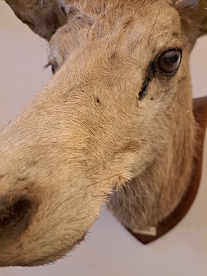 Lot 107 - Taxidermy: Two red deer neck mounts on oak shields