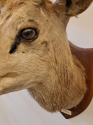Lot 107 - Taxidermy: Two red deer neck mounts on oak shields