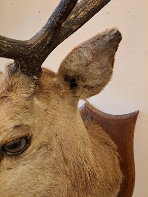 Lot 107 - Taxidermy: Two red deer neck mounts on oak shields