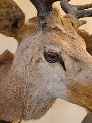 Lot 107 - Taxidermy: Two red deer neck mounts on oak shields