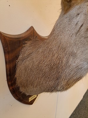 Lot 107 - Taxidermy: Two red deer neck mounts on oak shields