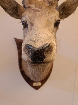 Lot 107 - Taxidermy: Two red deer neck mounts on oak shields