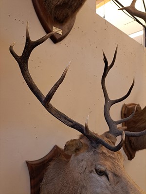 Lot 107 - Taxidermy: Two red deer neck mounts on oak shields