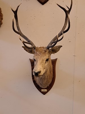 Lot 107 - Taxidermy: Two red deer neck mounts on oak shields
