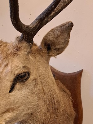 Lot 107 - Taxidermy: Two red deer neck mounts on oak shields