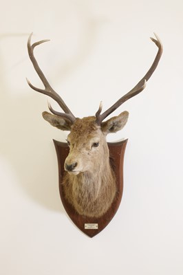 Lot 107 - Taxidermy: Two red deer neck mounts on oak shields