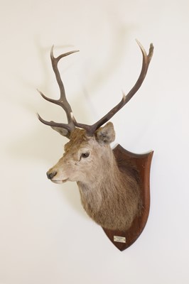 Lot 107 - Taxidermy: Two red deer neck mounts on oak shields