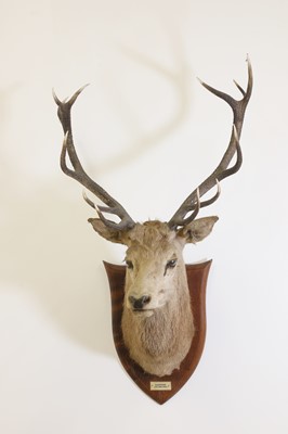 Lot 107 - Taxidermy: Two red deer neck mounts on oak shields
