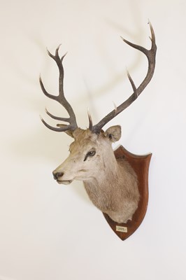 Lot 107 - Taxidermy: Two red deer neck mounts on oak shields