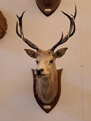 Lot 107 - Taxidermy: Two red deer neck mounts on oak shields