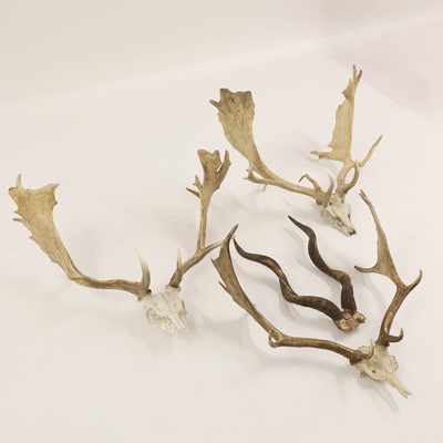 Lot 100 - Three sets of skull-mounted fallow deer antlers