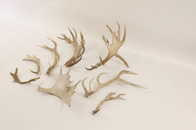 Lot 102 - A collection of loose red deer, fallow deer and elk antlers
