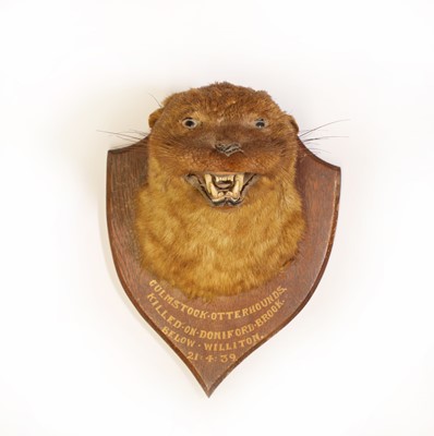 Lot 116 - Taxidermy: Eurasian otter