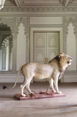 Lot 356 - Taxidermy: lion (Panthera leo)