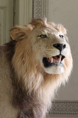Lot 356 - Taxidermy: lion (Panthera leo)