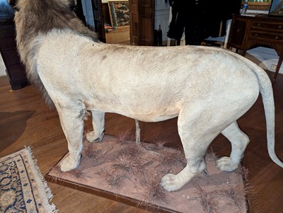 Lot 356 - Taxidermy: lion (Panthera leo)