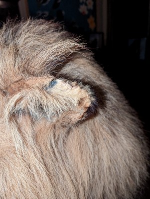 Lot 356 - Taxidermy: lion (Panthera leo)