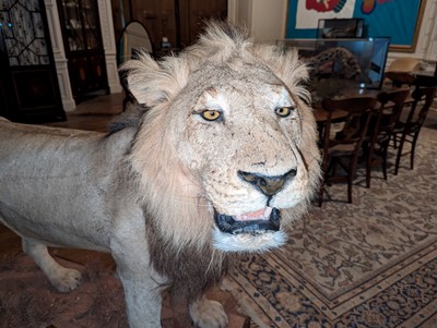 Lot 356 - Taxidermy: lion (Panthera leo)