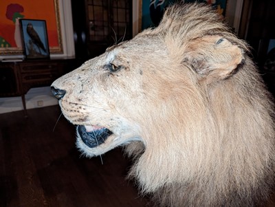 Lot 356 - Taxidermy: lion (Panthera leo)